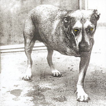 Alice In Chains - Alice In Chains (LP-New)
