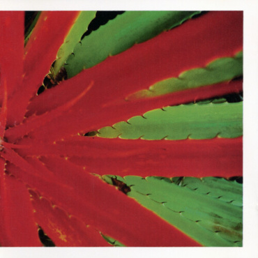 Jejune - This Afternoons Malady (LP-New)